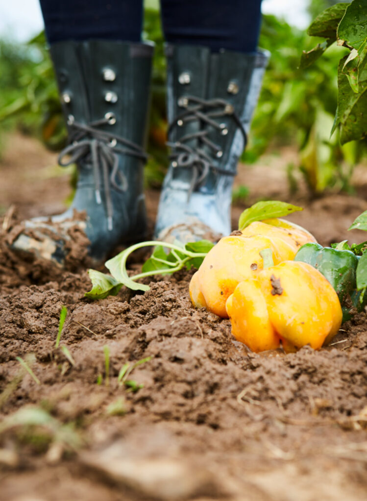 Undistinguishable person in rubber boots standing next to orange squash